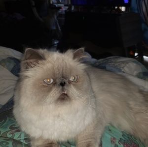 Meet your Posher, Allyson